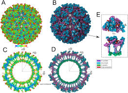 Circulation of Mayaro and Chikungunya Viruses