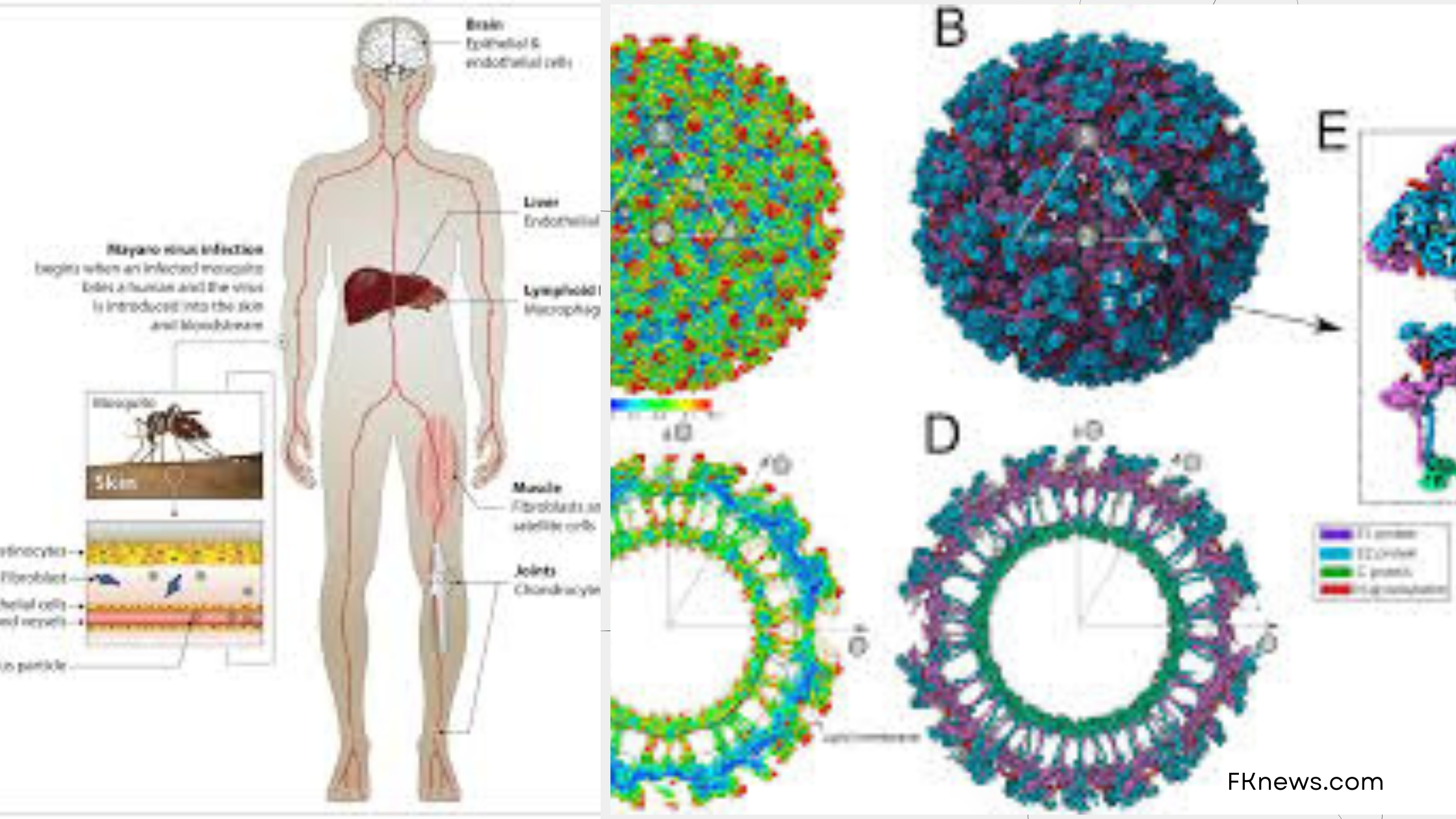 Mayaro and chikungunya viruses circulating at the same time in the Brazilian